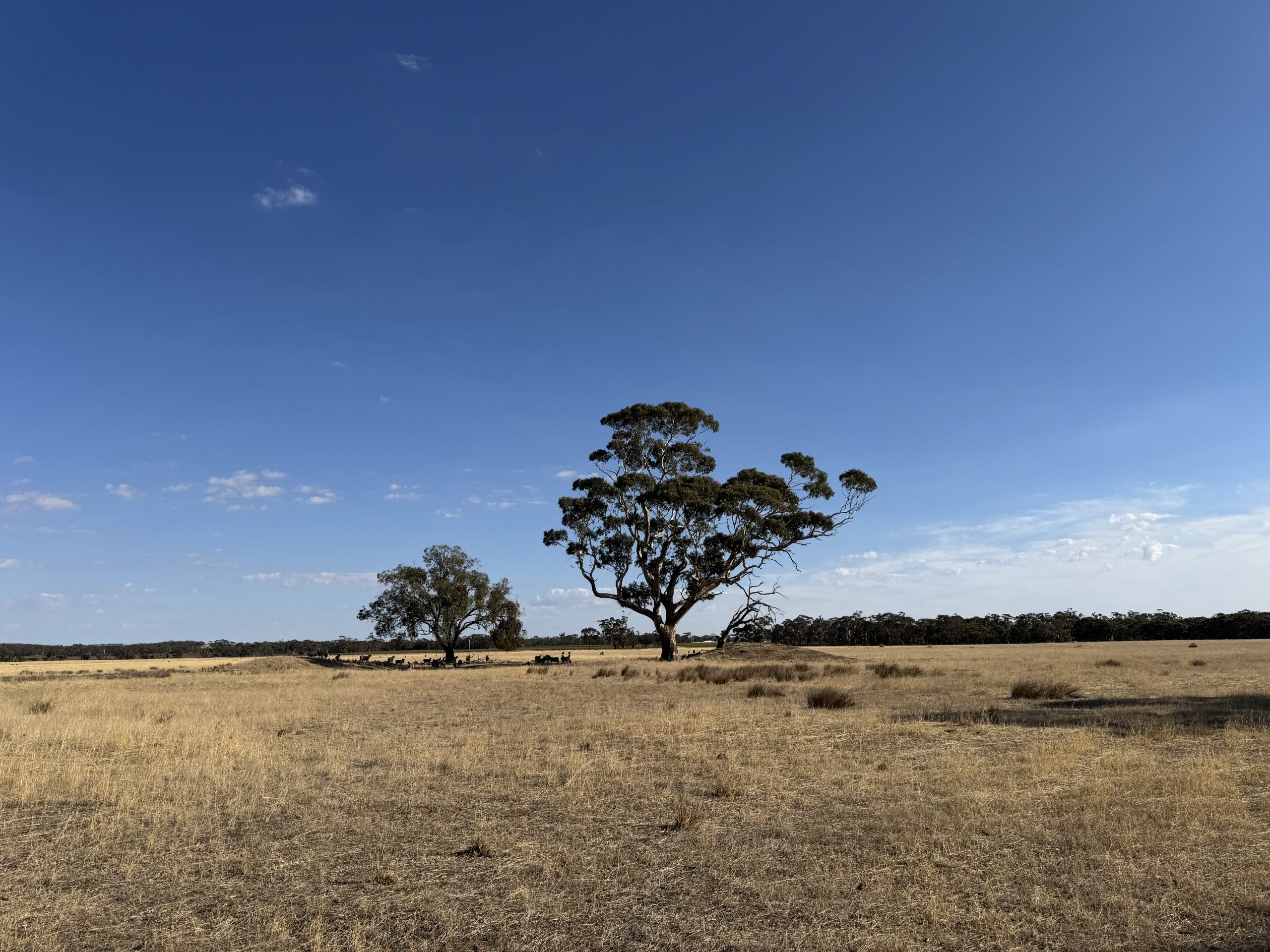 BarossaGreenSitePhoto-4